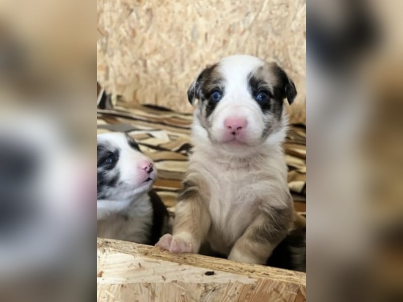 Australian Shepherd Deckrüde Black Tri und Blue Merle