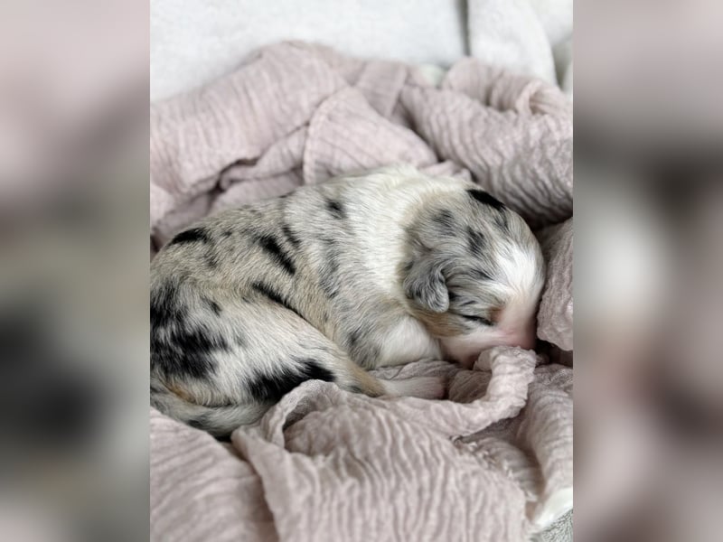 Australian Shepherd Deckrüde Black Tri und Blue Merle