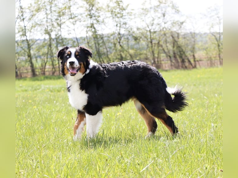 Australian Shepherd sucht Pflegefamilie