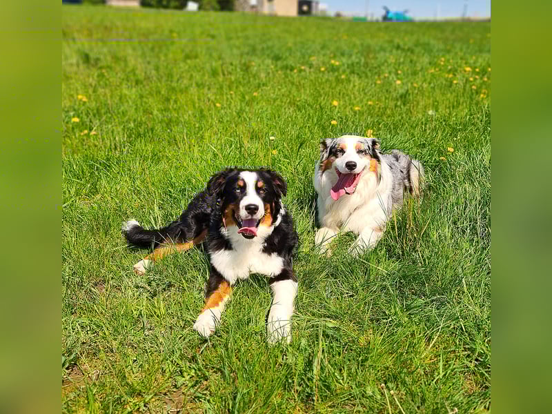 Australian Shepherd sucht Pflegefamilie