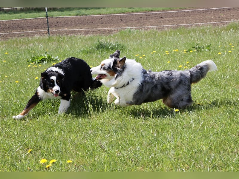 Australian Shepherd sucht Pflegefamilie