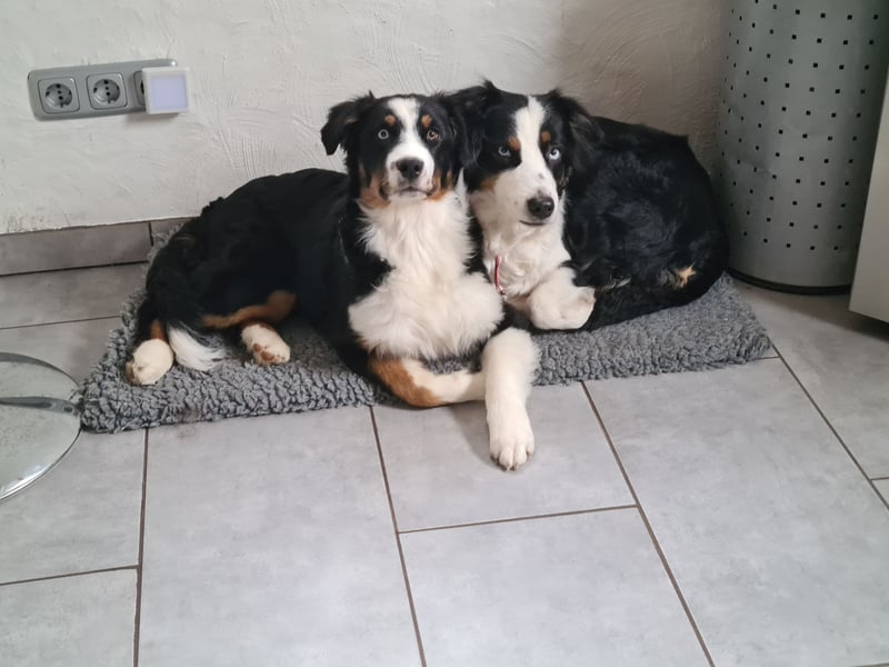 Australian Shepherd sucht Pflegefamilie