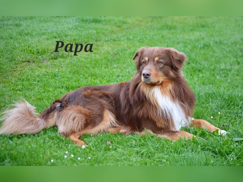Australian Shepherd sucht Pflegefamilie