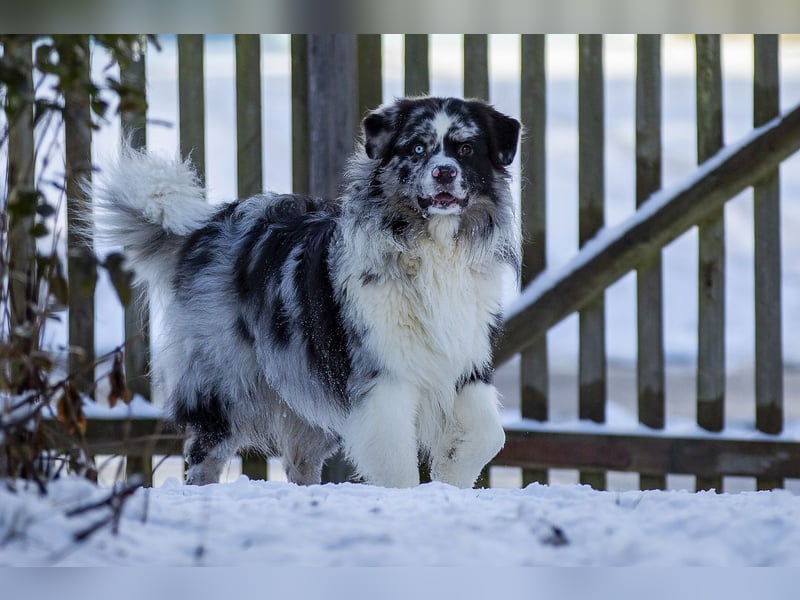 Australian Shepherd Deckrüde "Jace vom Obersee"
