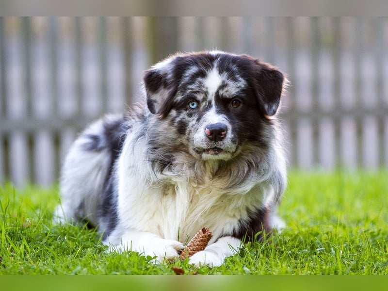 Australian Shepherd Deckrüde "Jace vom Obersee"