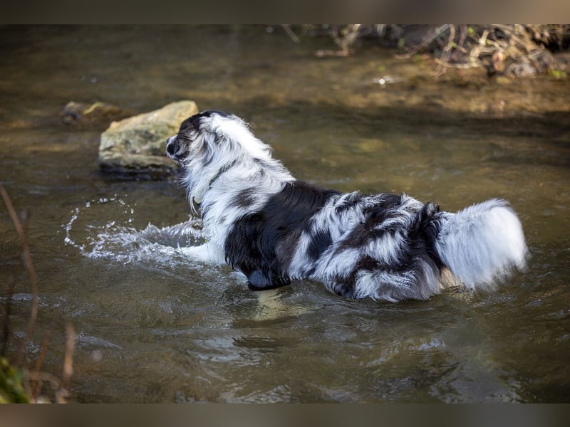 Australian Shepherd Deckrüde "Jace vom Obersee"