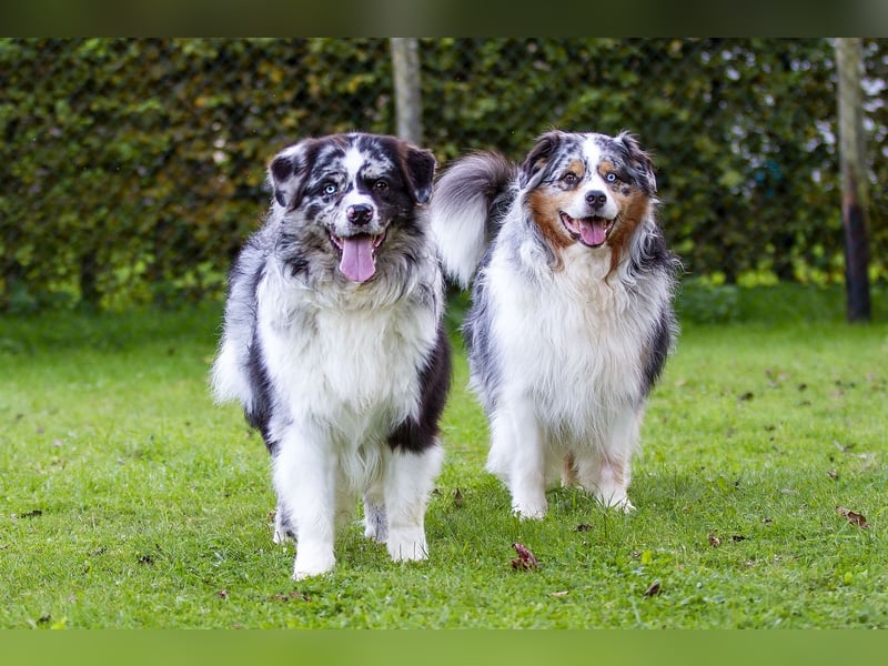Australian Shepherd Deckrüde "Jace vom Obersee"