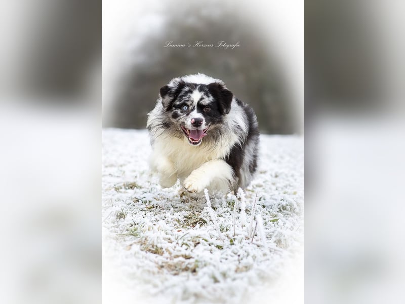 Australian Shepherd Deckrüde "Jace vom Obersee"