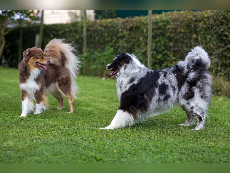 Australian Shepherd Deckrüde "Jace vom Obersee"