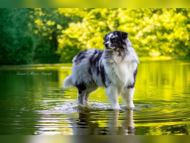 Australian Shepherd Deckrüde "Jace vom Obersee"