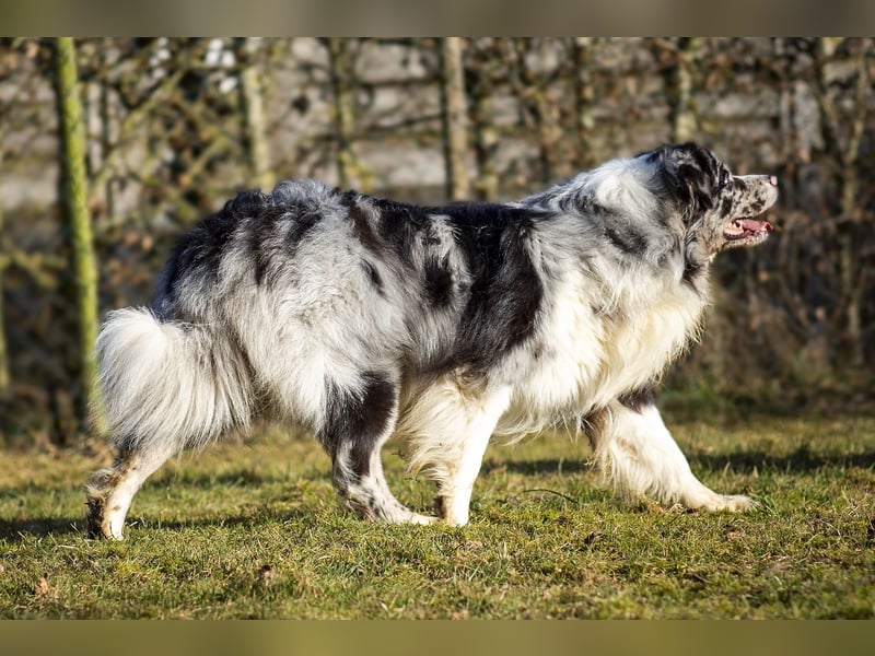 Australian Shepherd Deckrüde "Jace vom Obersee"