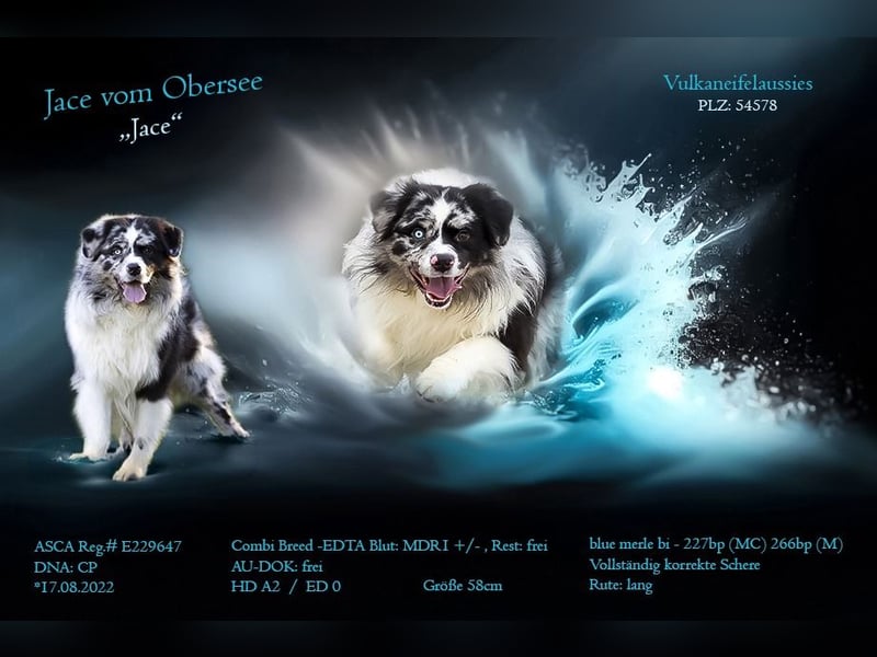 Australian Shepherd Deckrüde "Jace vom Obersee"