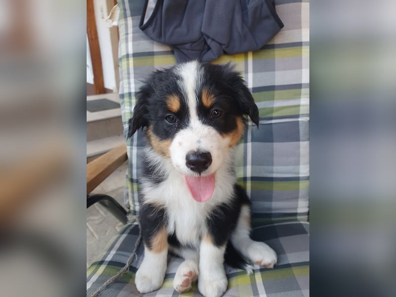 Australian Shepherd Welpen aus Niederbayern