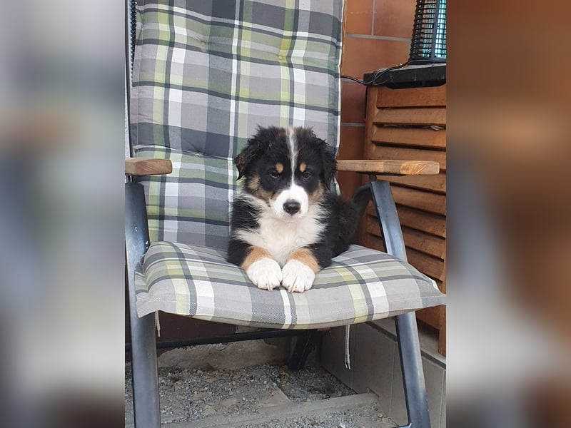 Australian Shepherd Welpen aus Niederbayern