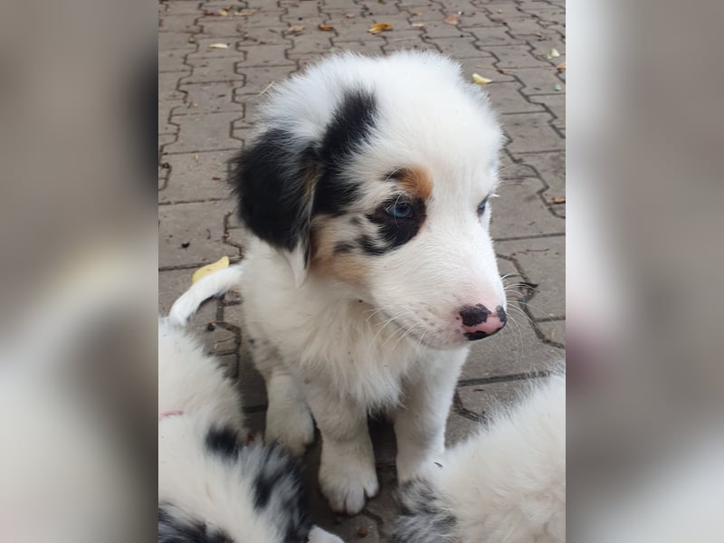 Australian Shepherd Welpen aus Niederbayern
