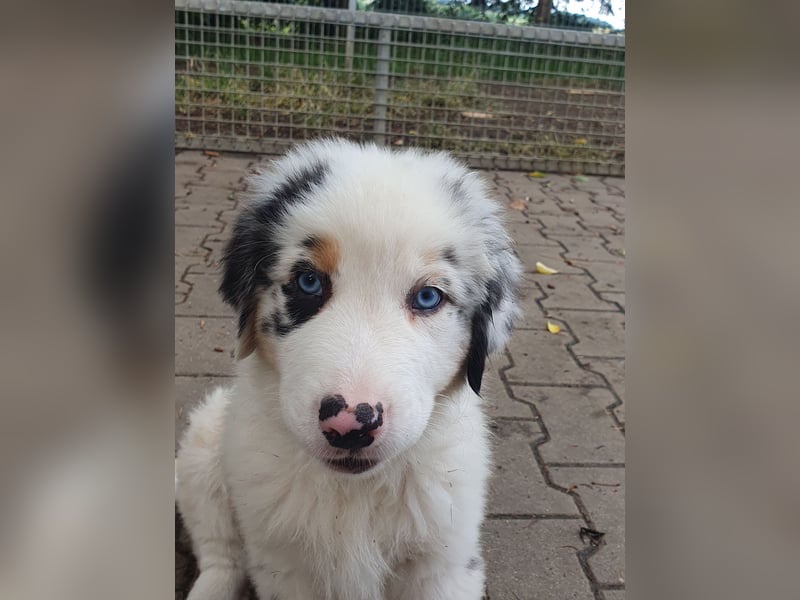 Australian Shepherd Welpen aus Niederbayern