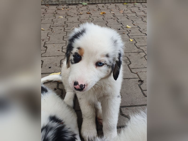 Australian Shepherd Welpen aus Niederbayern