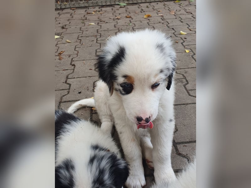 Australian Shepherd Welpen aus Niederbayern
