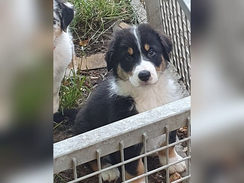 Australian Shepherd Welpen aus Niederbayern
