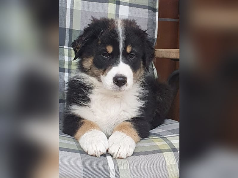 Australian Shepherd Welpen aus Niederbayern