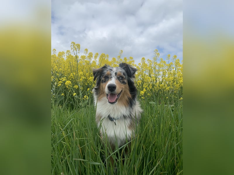 Australian Shepherd Deckrüden Blue Merle