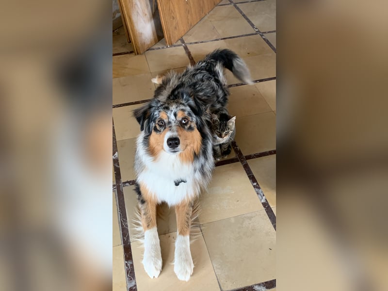 Australian Shepherd Deckrüden Blue Merle