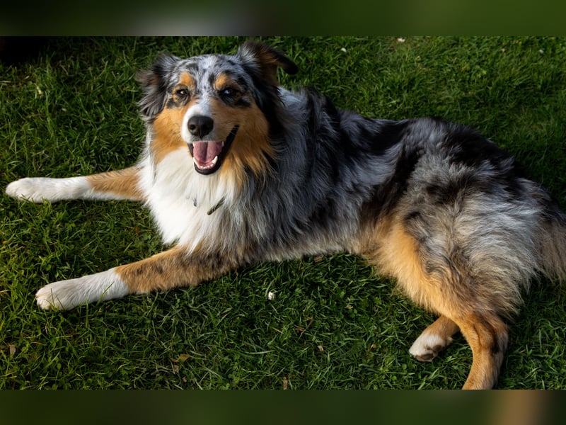 Australian Shepherd Deckrüden Blue Merle