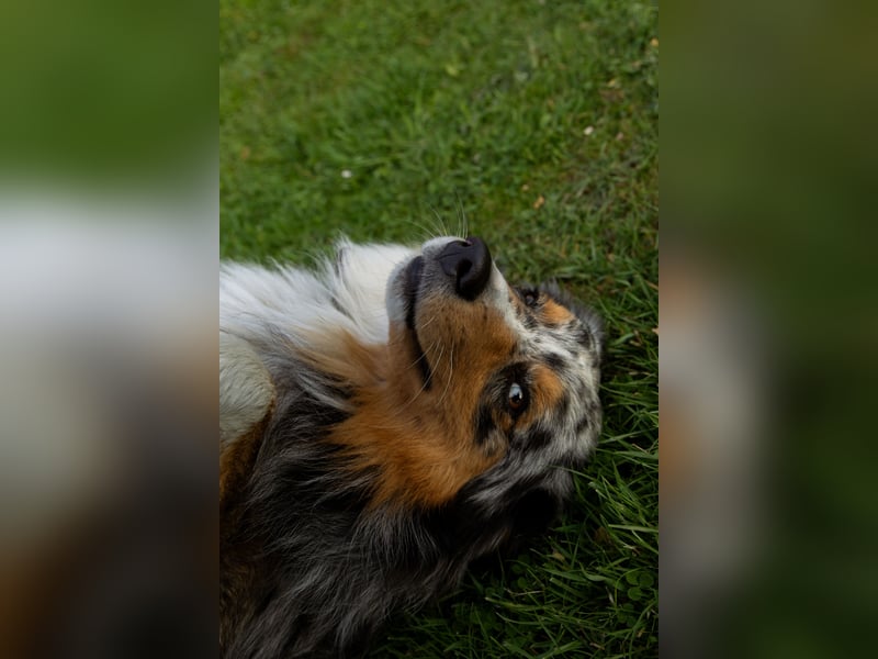Australian Shepherd Deckrüden Blue Merle