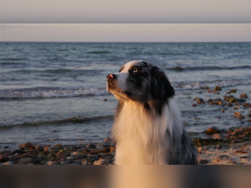 Australian Shepherd Deckrüde, Aussie, blue Merle, blaue Augen, Rüde