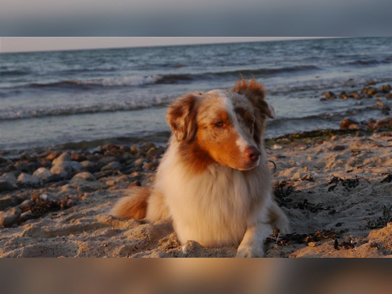 Australian Shepherd, Deckrüde, blue Merle bi, blaue Augen, Aussie, Rüde, decken