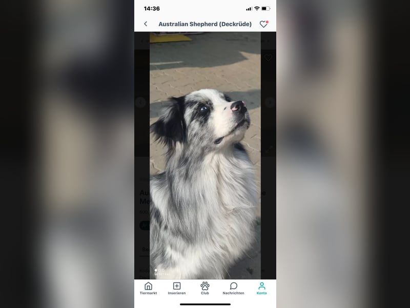 Australian Shepherd, Blue Merle bi, blaue Augen, Deckrüde, Aussie, ASCA