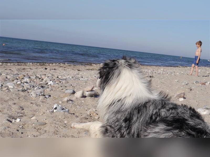 Australian Shepherd Deckrüde, Aussie, blue Merle, blaue Augen, Rüde