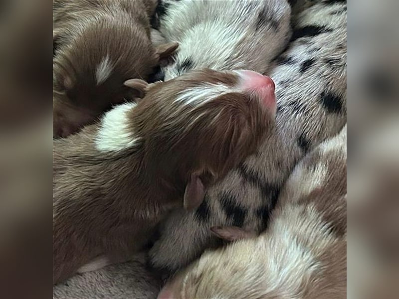 Australian Shepherd, Deckrüde, blue Merle bi, blaue Augen, Aussie, Rüde, decken