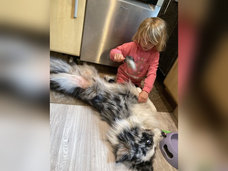 Australian Shepherd, Blue Merle bi, blaue Augen, Deckrüde, Aussie, ASCA