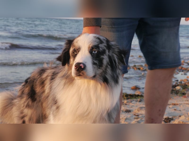 Australian Shepherd, Deckrüde, blue Merle bi, blaue Augen, Aussie, Rüde, decken