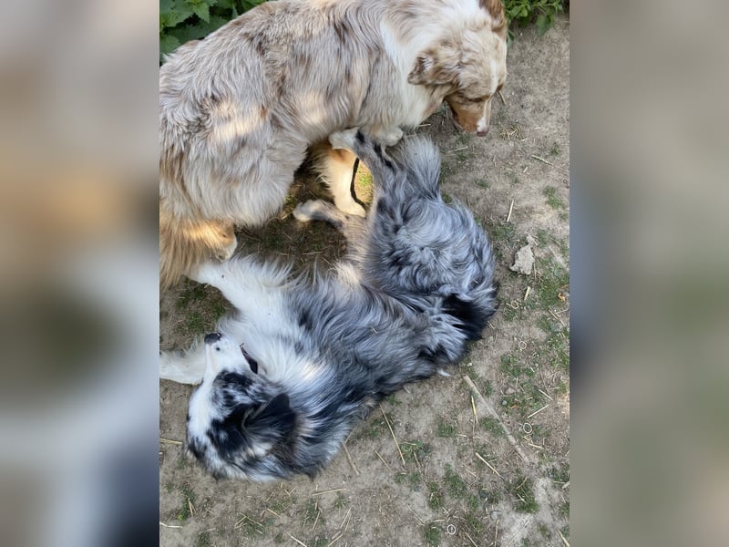 Australian Shepherd, Blue Merle bi, blaue Augen, Deckrüde, Aussie, ASCA