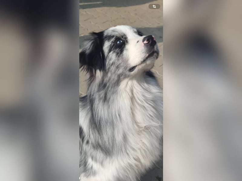 Australian Shepherd, Blue Merle bi, blaue Augen, Deckrüde, Aussie, ASCA