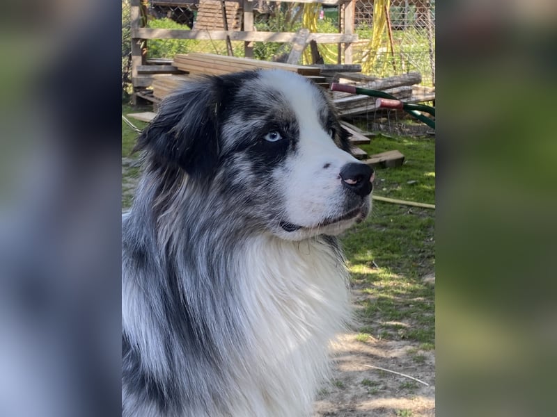 Australian Shepherd, Blue Merle bi, blaue Augen, Deckrüde, Aussie, ASCA