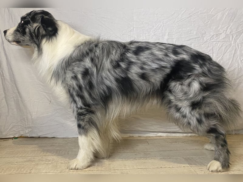Australian Shepherd, Deckrüde, blue Merle bi, blaue Augen, Aussie, Rüde, decken