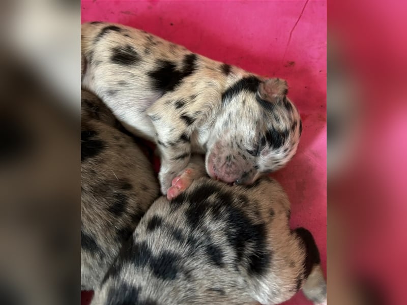Australian Shepherd, Deckrüde, blue Merle bi, blaue Augen, Aussie, Rüde, decken