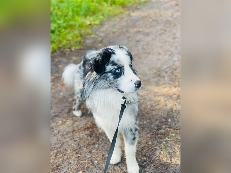 Australian Shepherd Deckrüde, Aussie, blue Merle, blaue Augen, Rüde