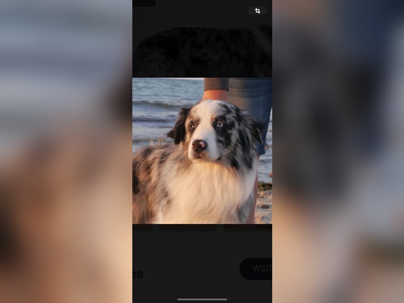 Australian Shepherd, Blue Merle bi, blaue Augen, Deckrüde, Aussie, ASCA