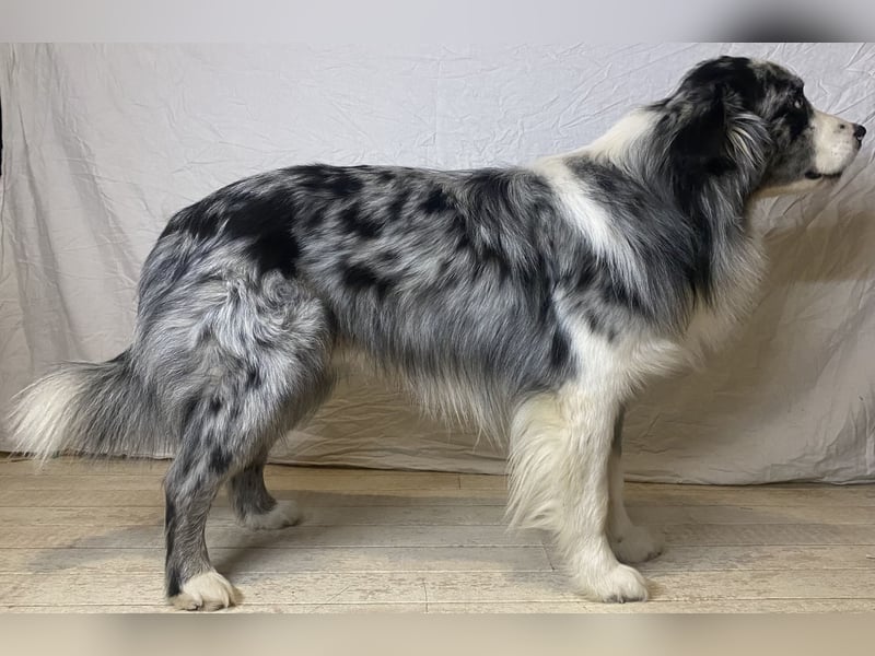 Australian Shepherd, Deckrüde, blue Merle bi, blaue Augen, Aussie, Rüde, decken