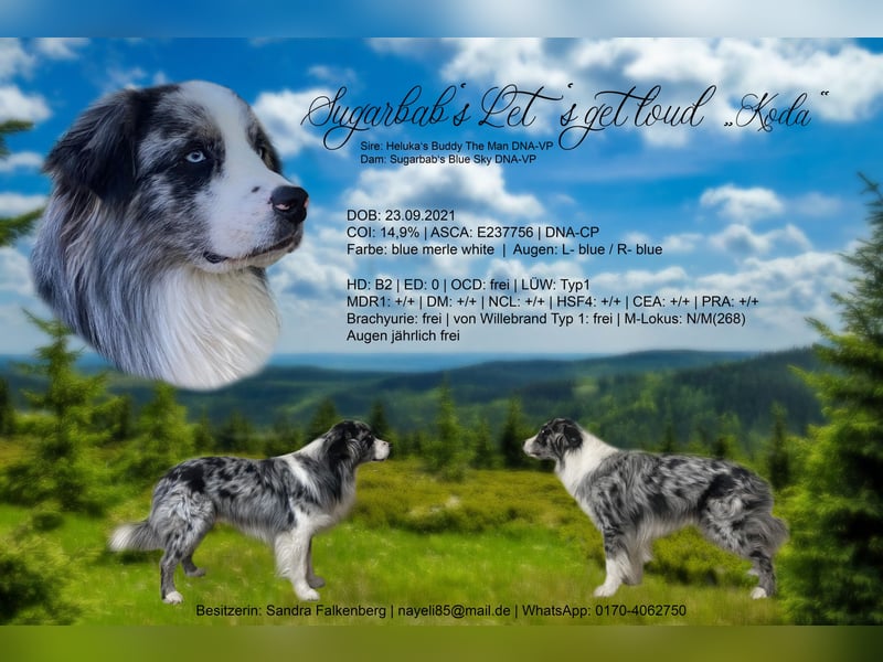 Australian Shepherd, Deckrüde, blue Merle bi, blaue Augen, Aussie, Rüde, ASCA