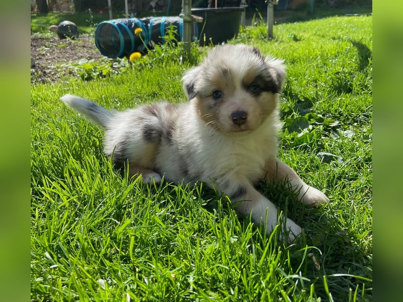 Knuddelige Australian Shepherd Welpen suchen Stellung für's Leben