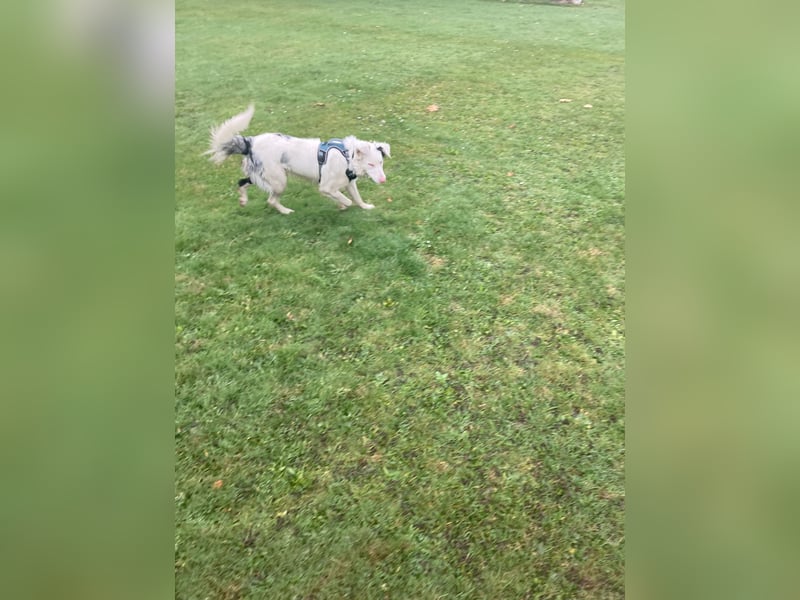 Australian Sheppard Border Mix Rüde mit Einschränkungen