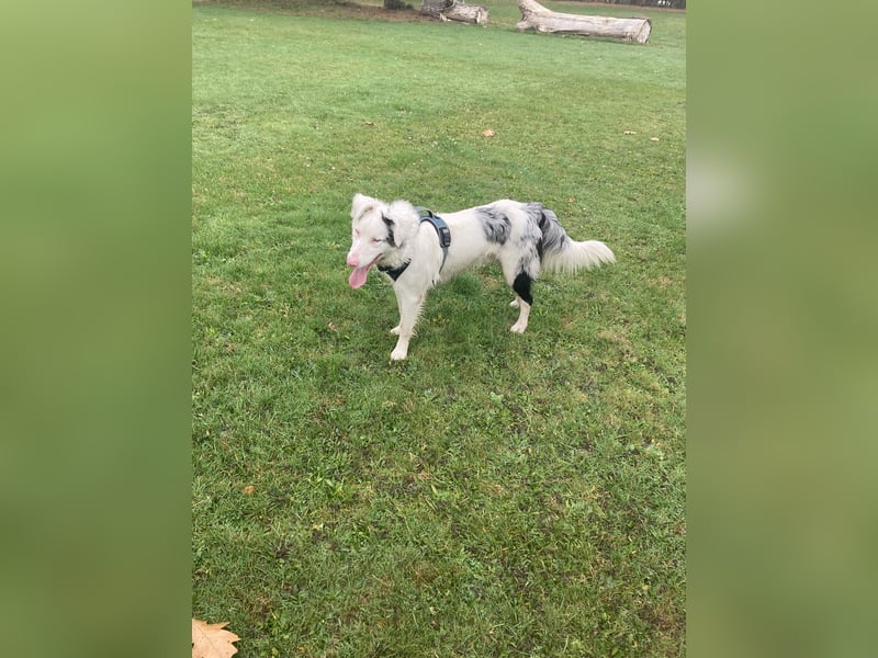 Australian Sheppard Border Mix Rüde mit Einschränkungen