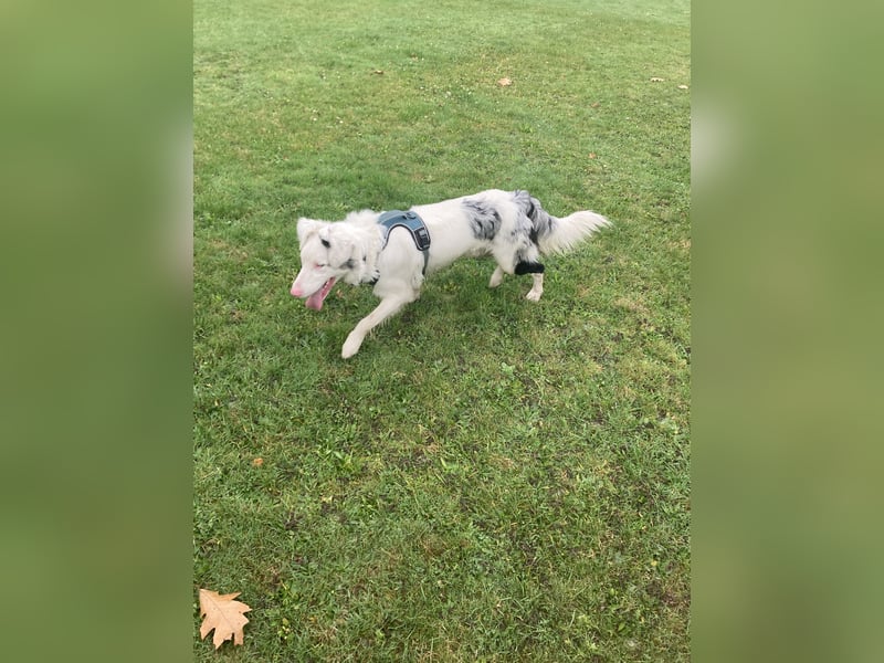 Australian Sheppard Border Mix Rüde mit Einschränkungen