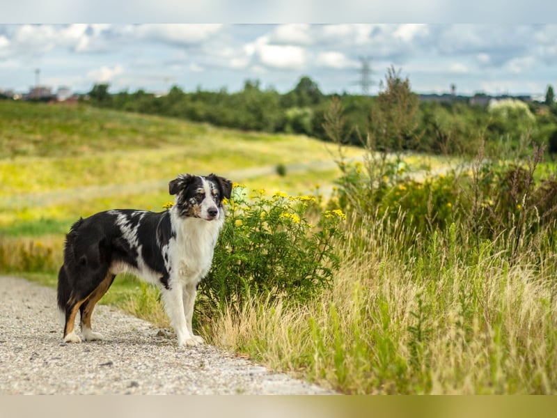 Australian Shepherd blue Merle mit einem blauen Auge