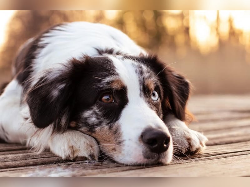 Australian Shepherd blue Merle mit einem blauen Auge